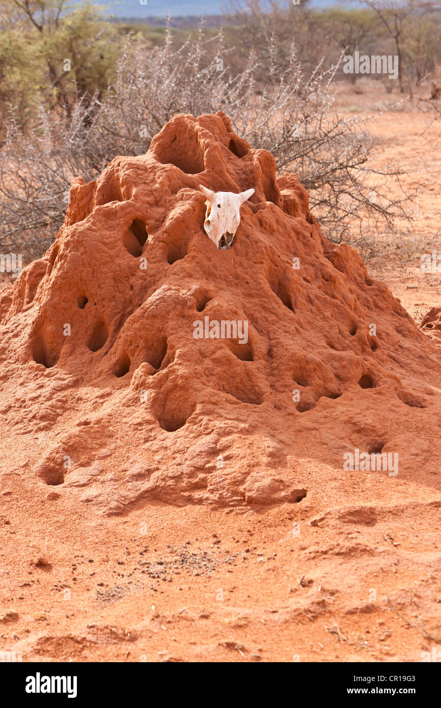 Termitero con un animal de cráneo, Reserva Nacional de Samburu, Kenia, África Oriental, PublicGround Foto de stock