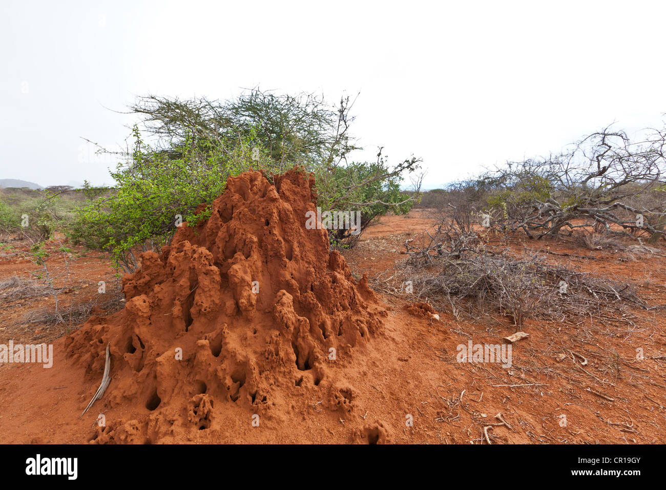 Termitero, Reserva Nacional de Samburu, Kenia, África Oriental, PublicGround Foto de stock
