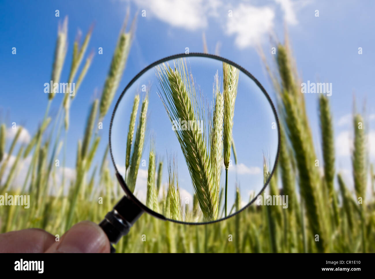 Los cultivos de cebada son examinadas bajo una lupa Foto de stock