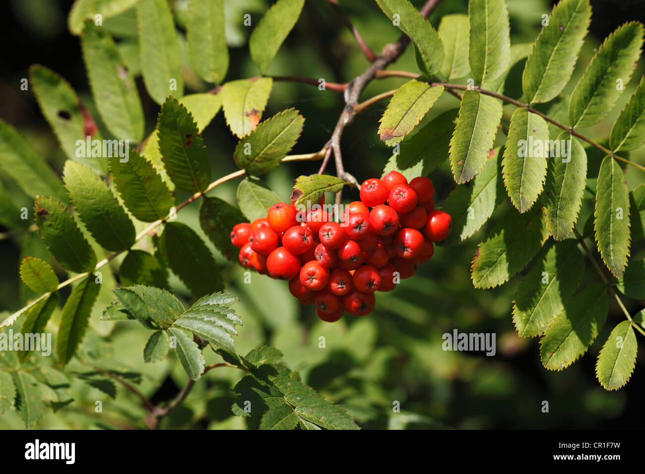 Bayas rojas en ramas de Rowan o Mountain-Ash (Sorbus aucuparia), Baviera, Alemania, Europa Foto de stock