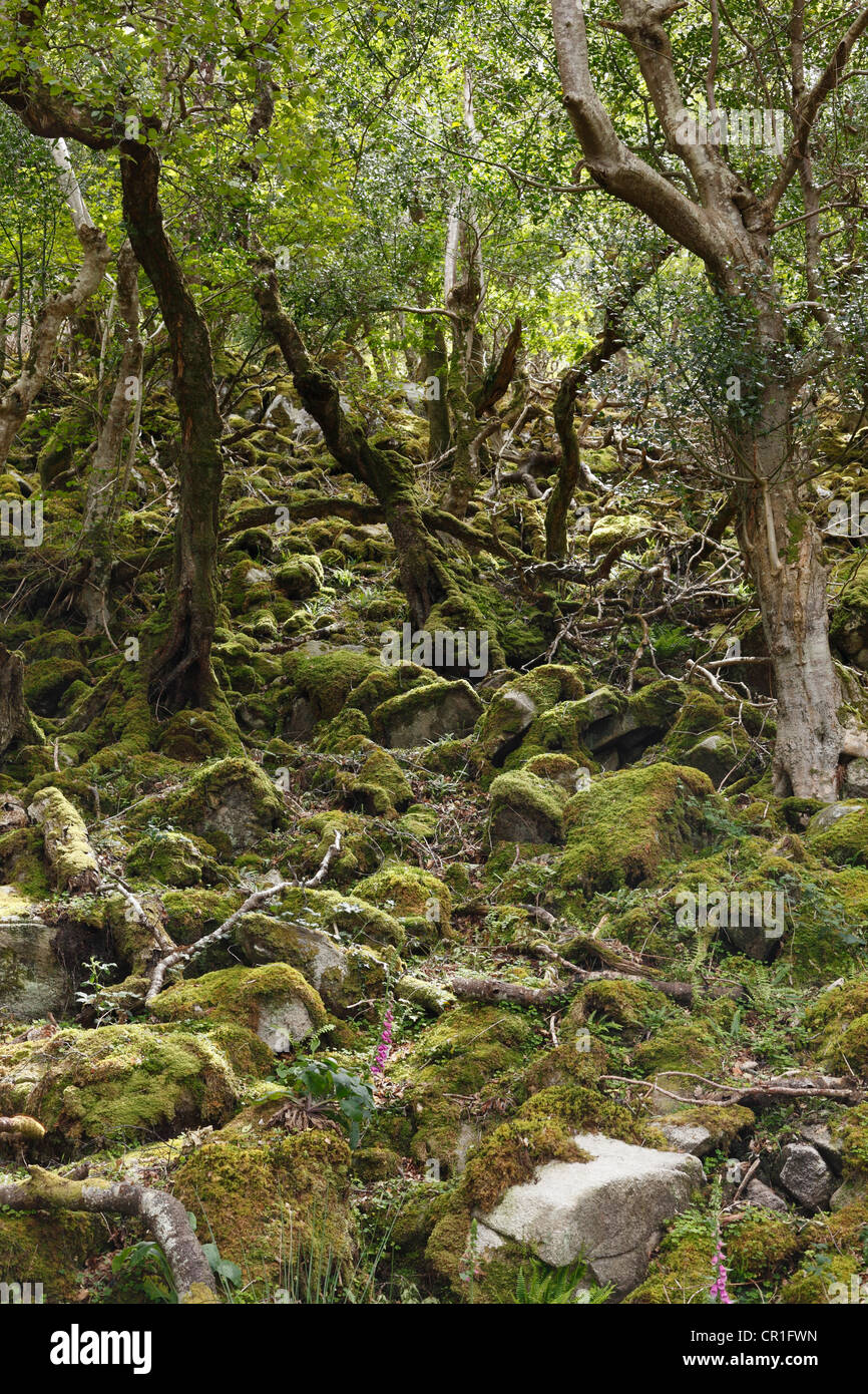 Bosque caducifolio en el Parque Nacional de Glenveagh, Derryveagh Mountains, en el condado de Donegal, Irlanda, Islas Británicas, Europa Foto de stock