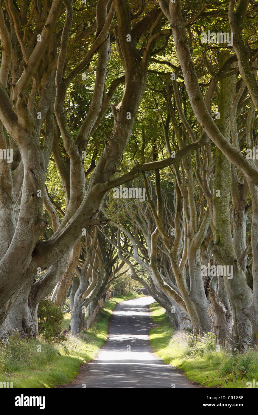 Dark Hedges, una avenida de hayedos, Bregagh Armoy carretera cerca, Condado de Antrim, Irlanda del Norte, Gran Bretaña, Europa Foto de stock