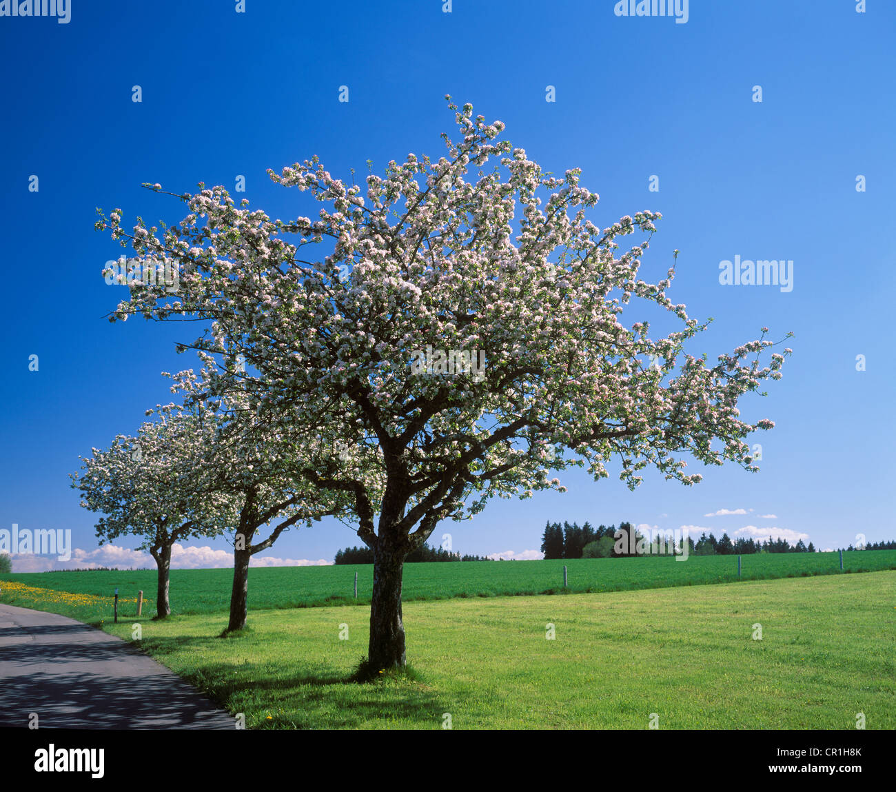 Florecen los manzanos cerca Illerbeuren, Unterallgaeu, Allgaeu, suabia, Baviera Foto de stock