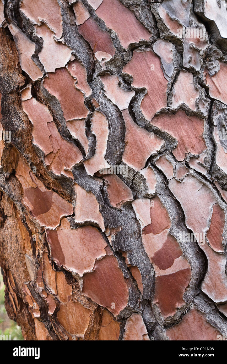 Corteza de pino (Pinus), Córcega, Francia, Europa Foto de stock