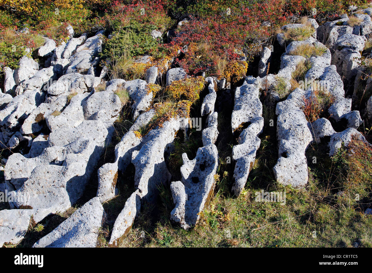 Las formaciones cársticas y barrancos, la geología de la roca caliza, sendero geológico sobre Gamser Montaña Rugg, Toggenburg Foto de stock