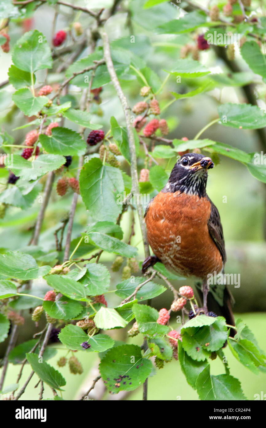 Pájaro petirino americano songbird comiendo bayas de morera Foto de stock