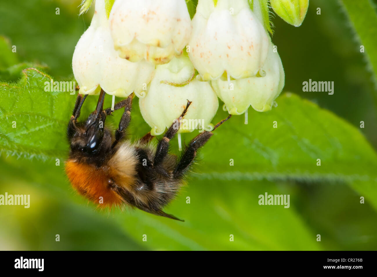 Busy Bee recogiendo polen de primavera Foto de stock