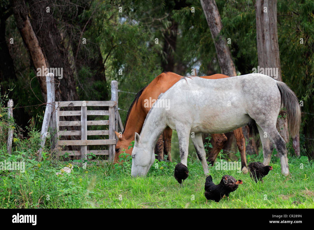 Caballos y pollos en una finca rural con exuberantes verdes pastizales Foto de stock