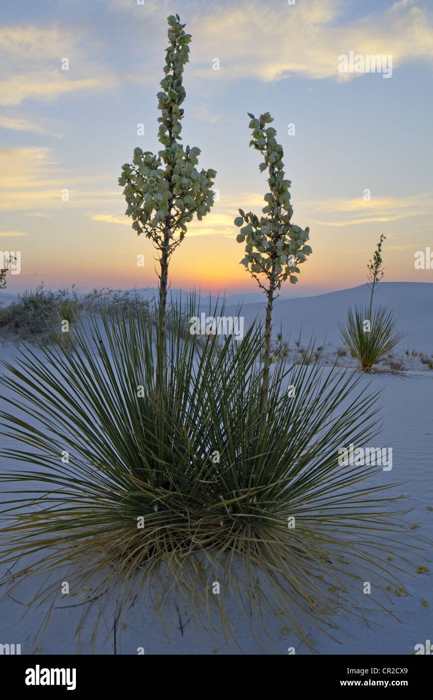 Blooming árbol de jabón de yuca (Yucca elata) en el White Sands National  Monument, el condado de Otero, Nuevo México, EE.UU Fotografía de stock -  Alamy