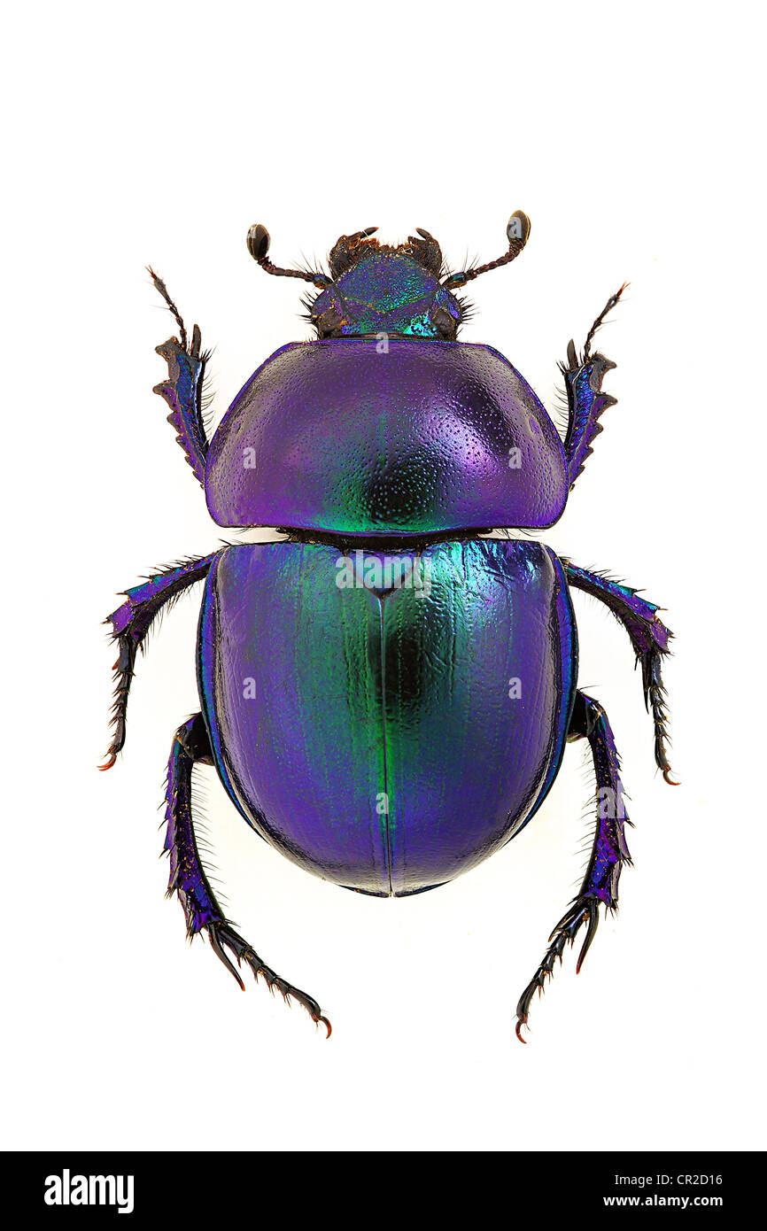 Azul, escarabajos del estiércol Trypocopris vernalis Foto de stock