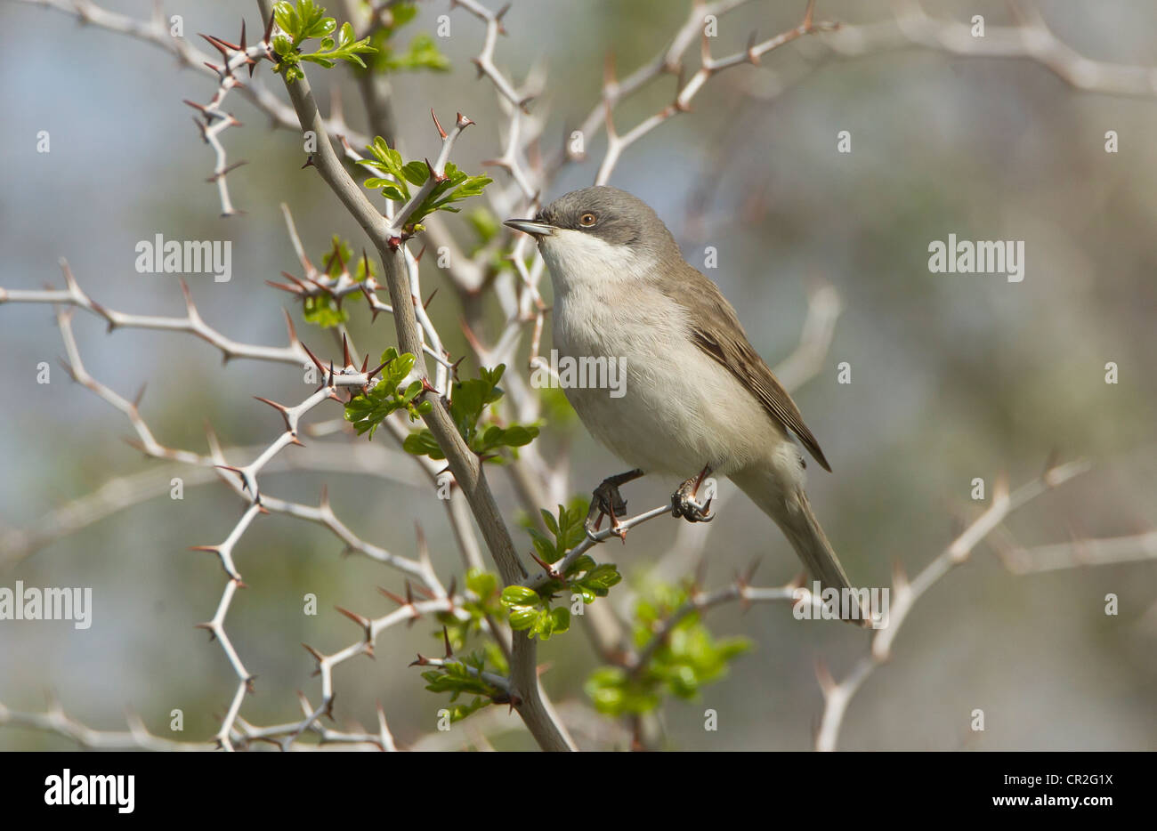 Sylvia curruca Whitethroat menor en territorio Foto de stock