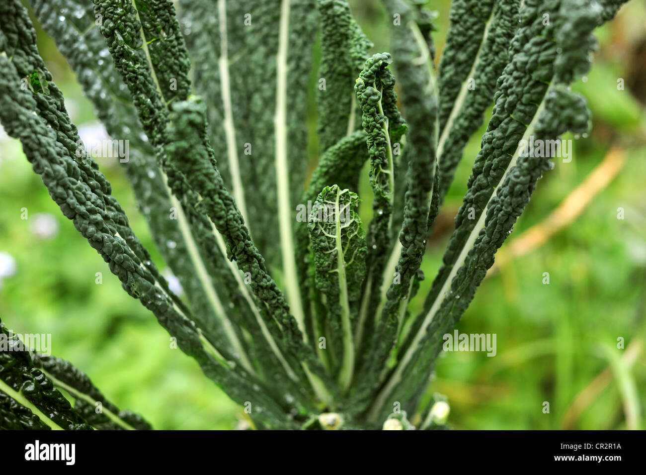 Kale toscana crece en un jardín de permacultura Foto de stock