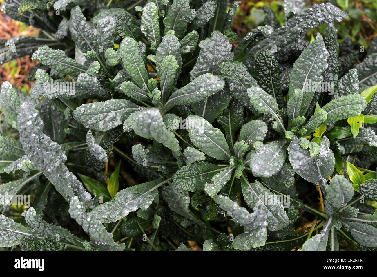 Kale toscana crece en un jardín de permacultura Foto de stock