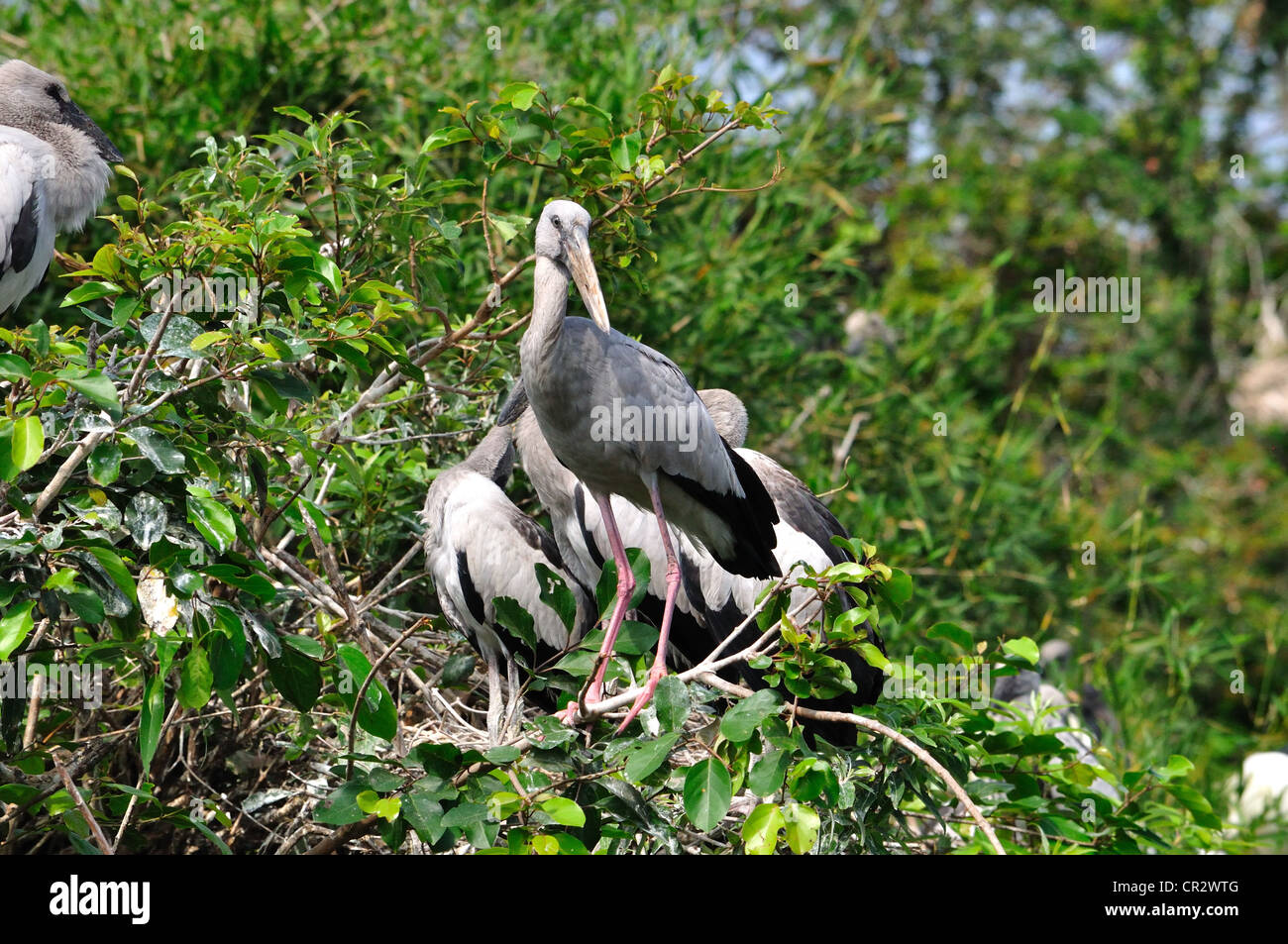 Anastomus oscitans Openbill Stork ( ) Foto de stock