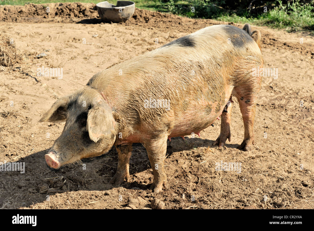 El cerdo (Sus scrofa domestica) en un agricultor de tabaco cerca de Viñales, Valle de Viñales, Cuba, América Central, América Foto de stock