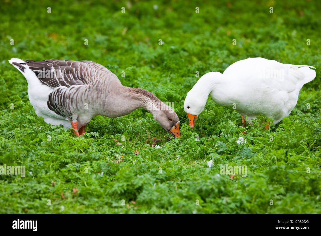 Un ganso (Anser anser f. domestica) y un graylag goose (Anser anser), la República Checa, Europa Foto de stock