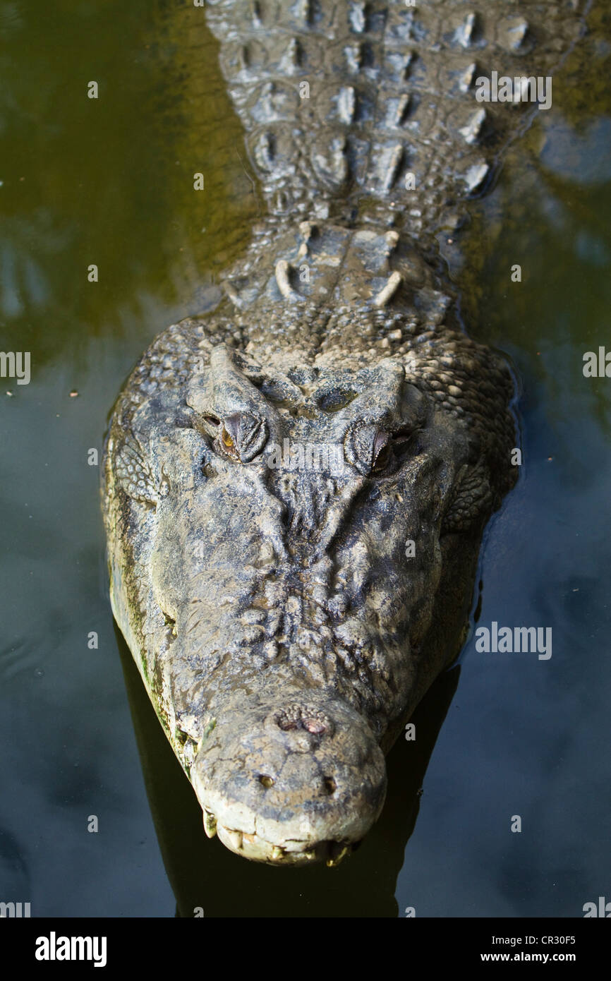 El cocodrilo de agua salada (Crocodylus porosus), Crocodylus Park, Darwin, Territorio del Norte, Australia Foto de stock