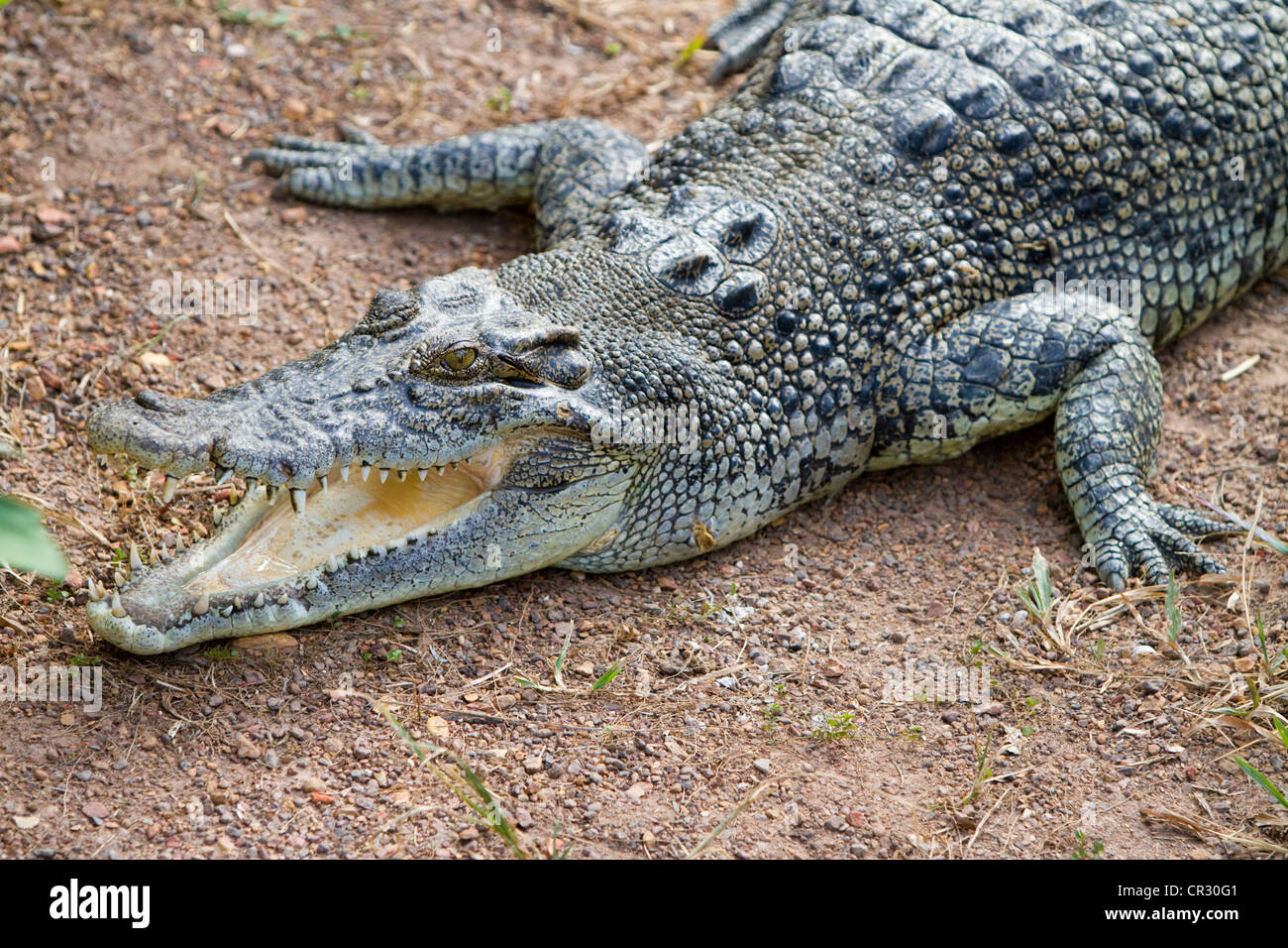 El cocodrilo de agua salada (Crocodylus porosus), Crocodylus Park, Darwin, Territorio del Norte, Australia Foto de stock