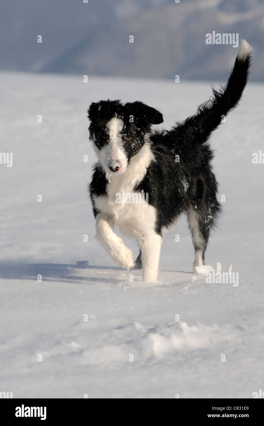 Border Collie corriendo en la nieve, en el norte del Tirol, Austria, Europa Foto de stock