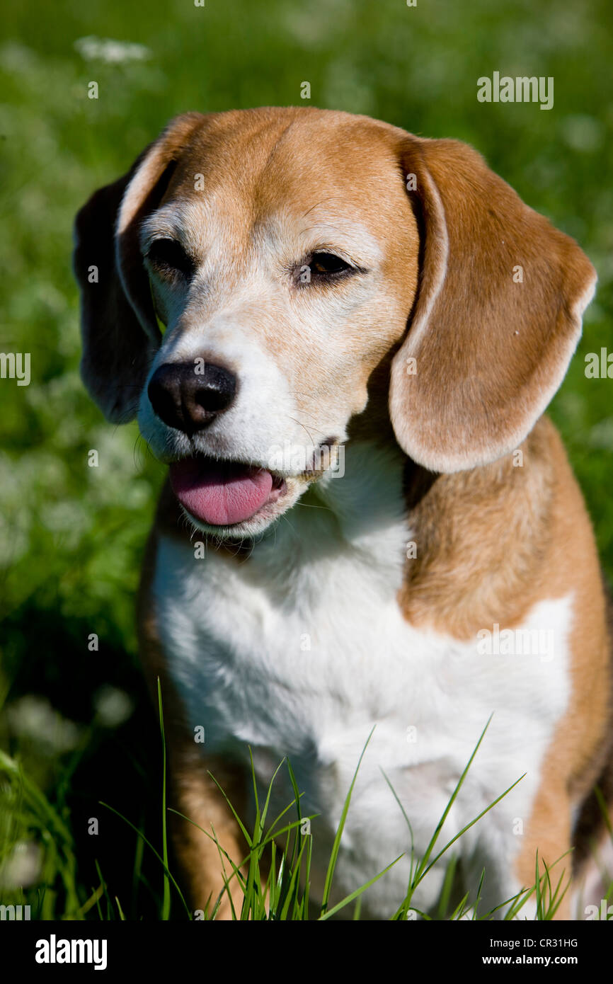 Beagle, perro viejo sentado en la pradera, jadeo Foto de stock