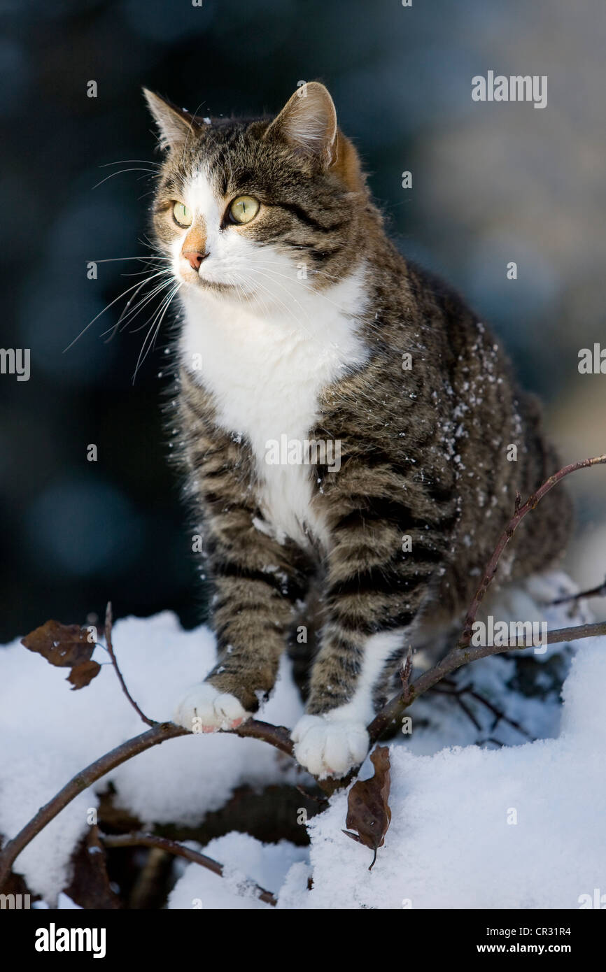 Gato atigrado, sentado en una rama en la nieve, en el norte del Tirol, Austria, Europa Foto de stock
