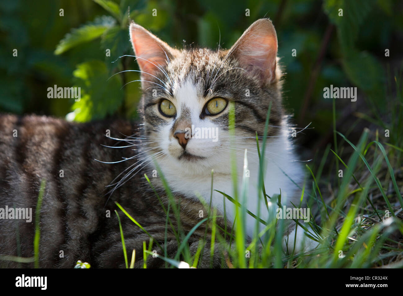 Atigrado gris gato doméstico, al norte del Tirol, Austria, Europa Foto de stock