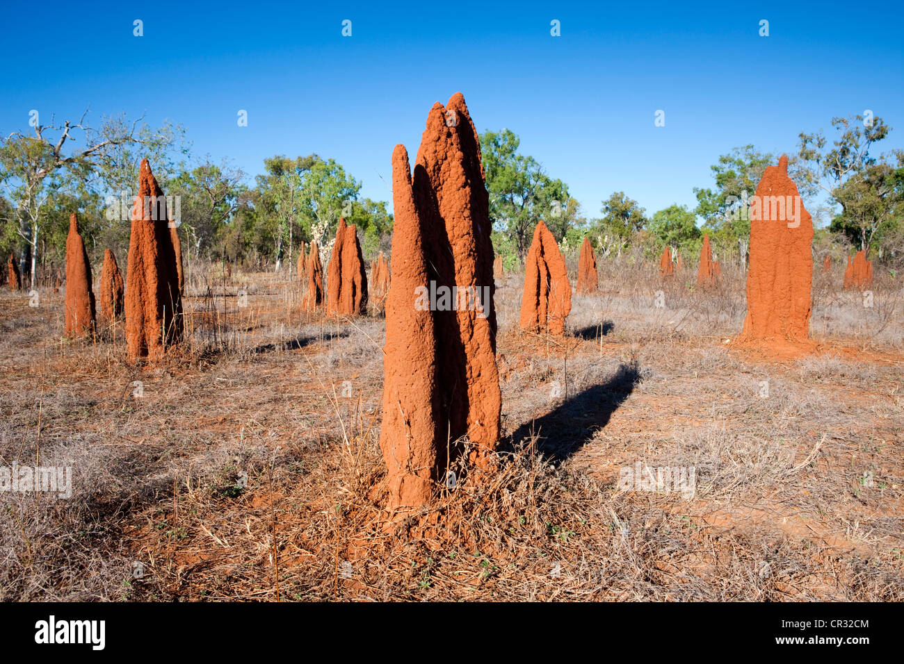 Las termitas en el Outback, centro rojo, el Territorio del Norte, Australia Foto de stock