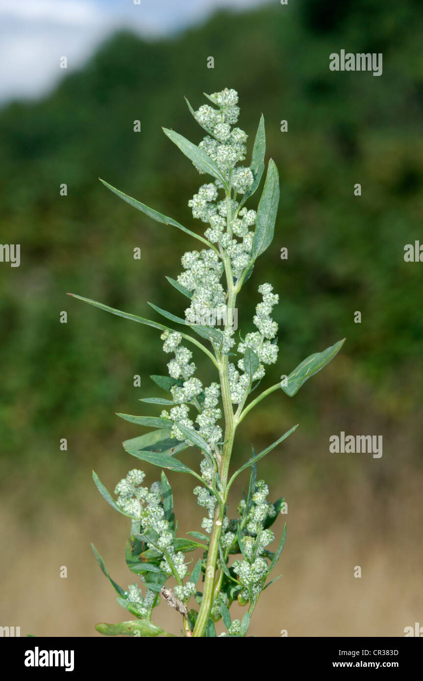 FAT-Hen Chenopodium album (Chenopodiaceae) Foto de stock