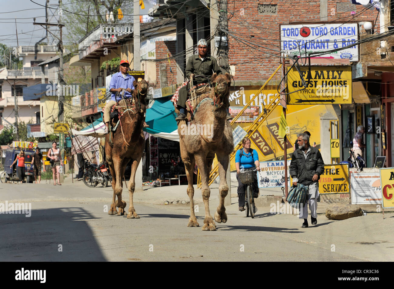 Los jinetes de camellos que viajan en el Parque Nacional de Chitwan, Nepal, Asia Foto de stock