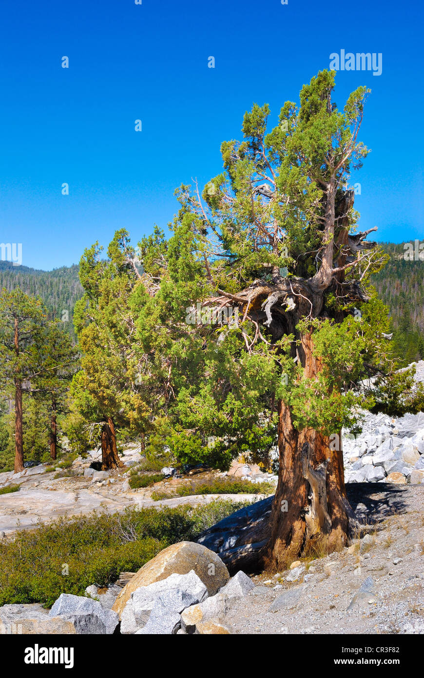 Viejos pinos bristlecone en el Parque Nacional Yosemite Pinaceae Pinus Balfourianae Foto de stock