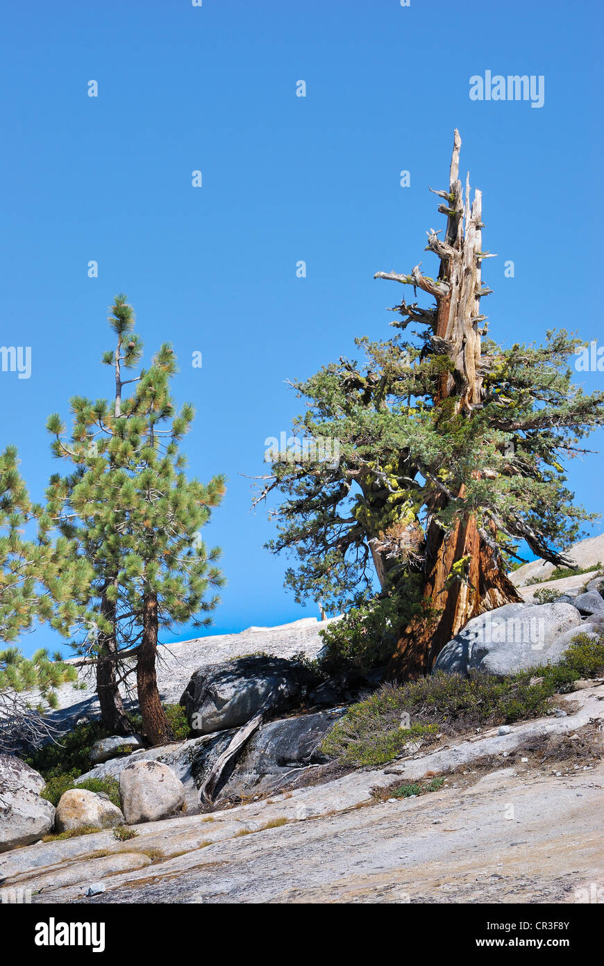 De pinos bristlecone en el Parque Nacional Yosemite Pinaceae Pinus Balfourianae Foto de stock