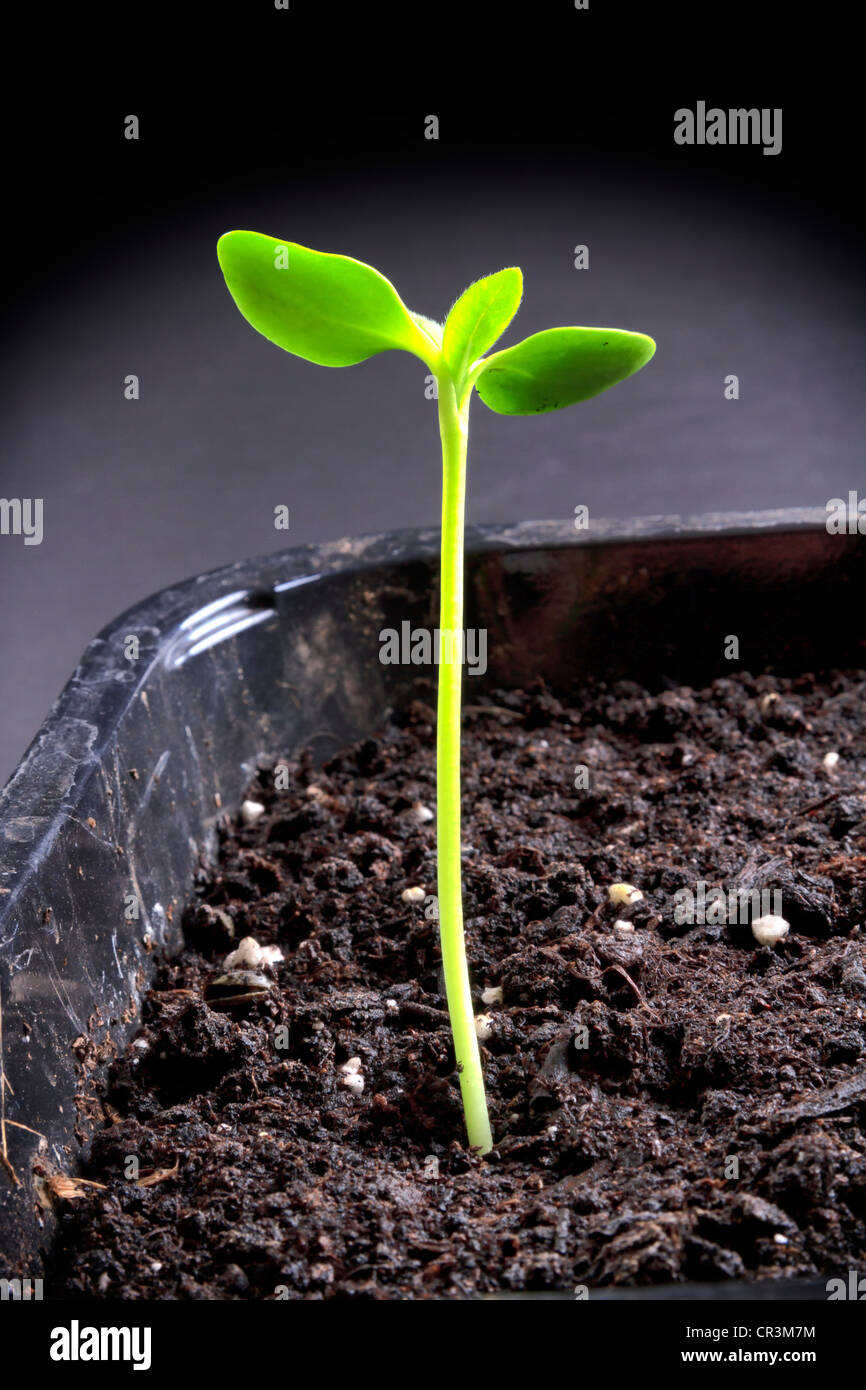 Germinación de semillas de girasol Fotografía de stock - Alamy