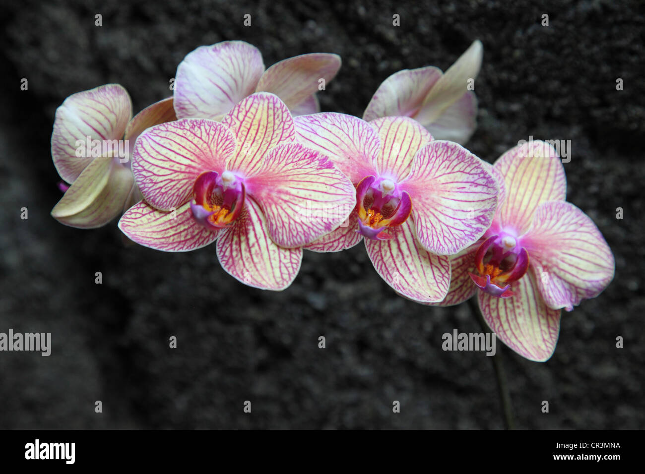 Blanco y rosa orquídea Foto de stock