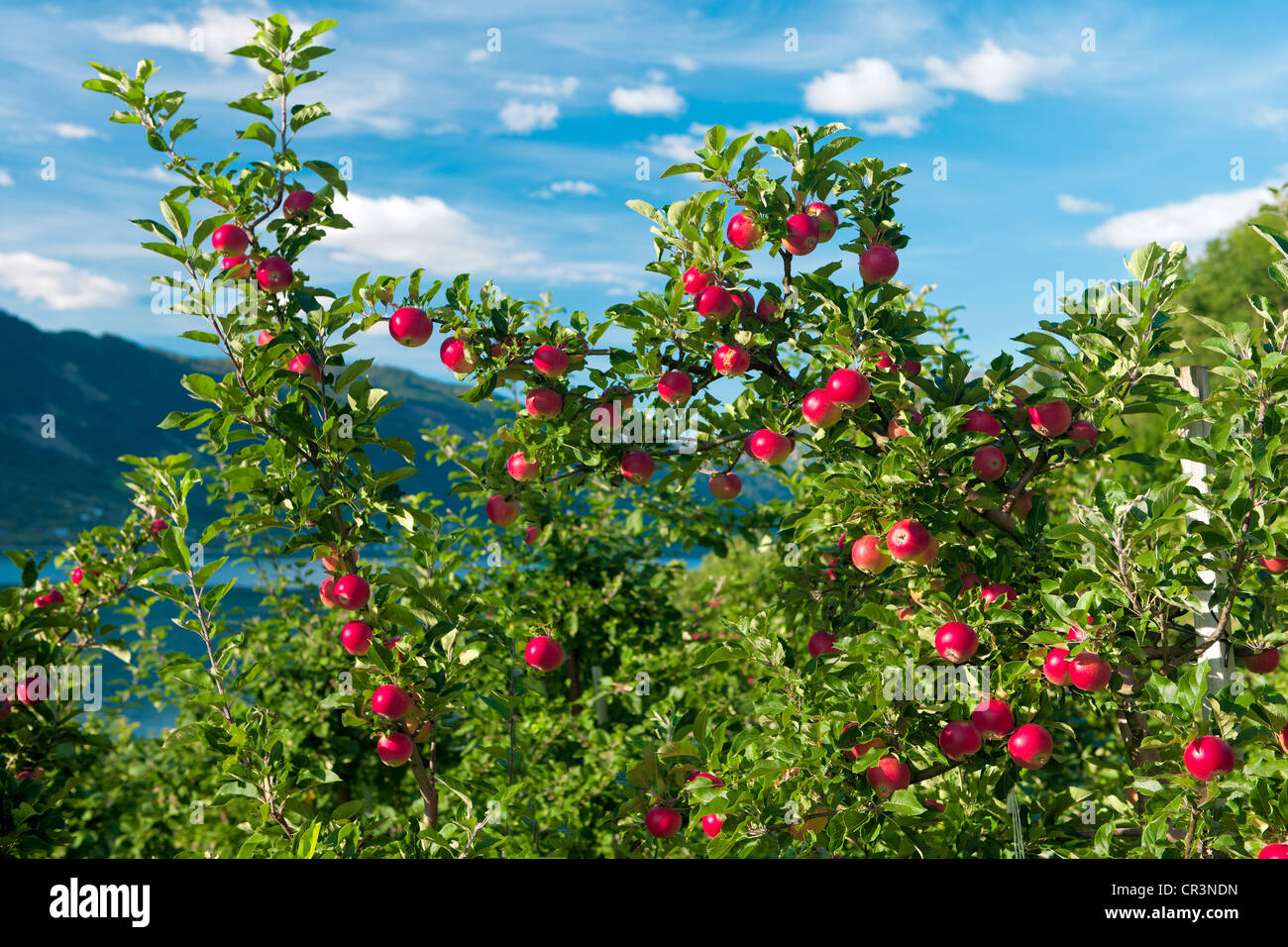 Manzanas rojas en árbol, Hardanger, Noruega, Escandinavia, Europa Foto de stock