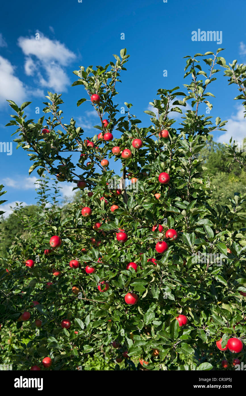 Apple tree, Hardanger, Noruega, Escandinavia, Europa Foto de stock