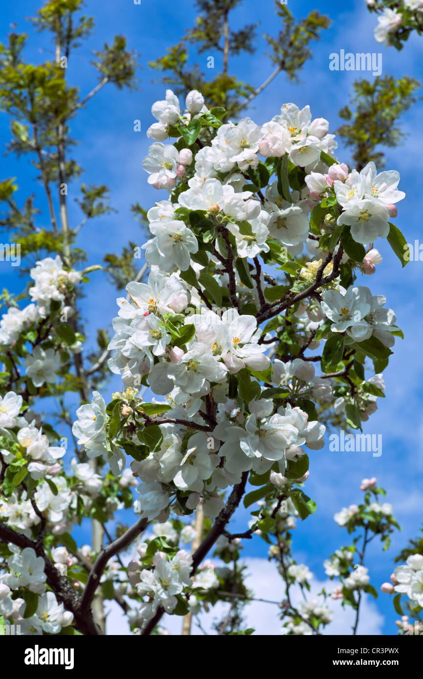 Flores del manzano en Hardanger, Noruega, Escandinavia, Europa Foto de stock