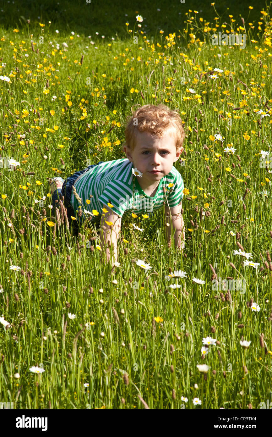 Joven (dos años) en el wildflower meadow Hampshire, Inglaterra, Reino Unido. Foto de stock