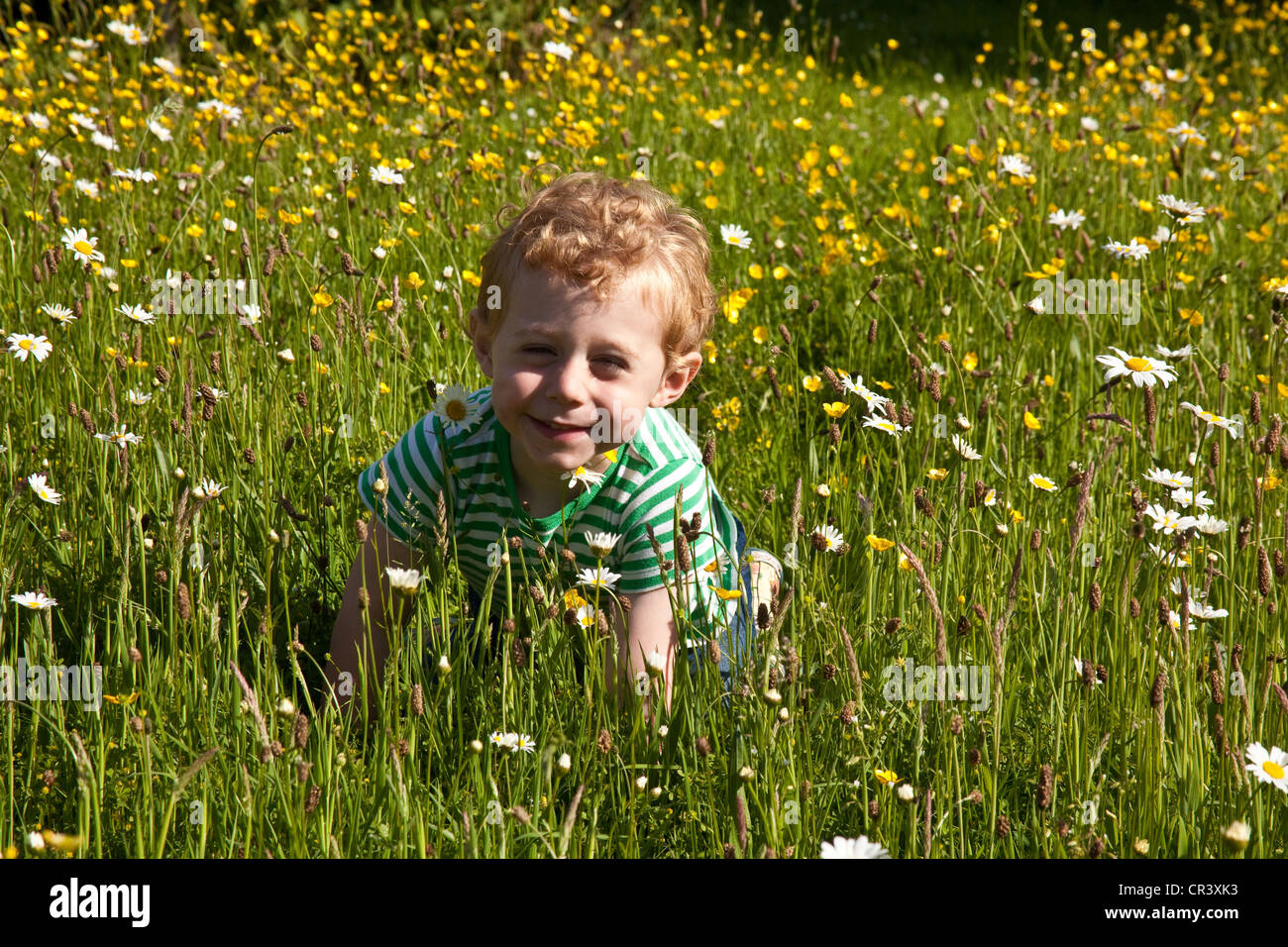 Joven (dos años) en el wildflower meadow Hampshire, Inglaterra, Reino Unido. Foto de stock