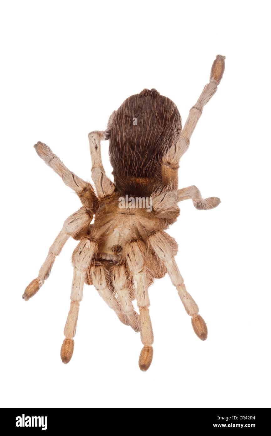 Rubio mexicana Tarantula (Aphonopelma chalcodes Fotografía de stock Alamy