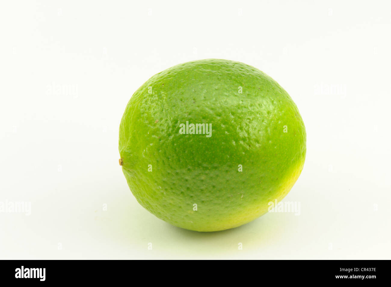 Lime toman fruta verde sobre un fondo blanco brillante piel comida de sabor amargo fuerte acidez perfecta con gin en rodajas Foto de stock