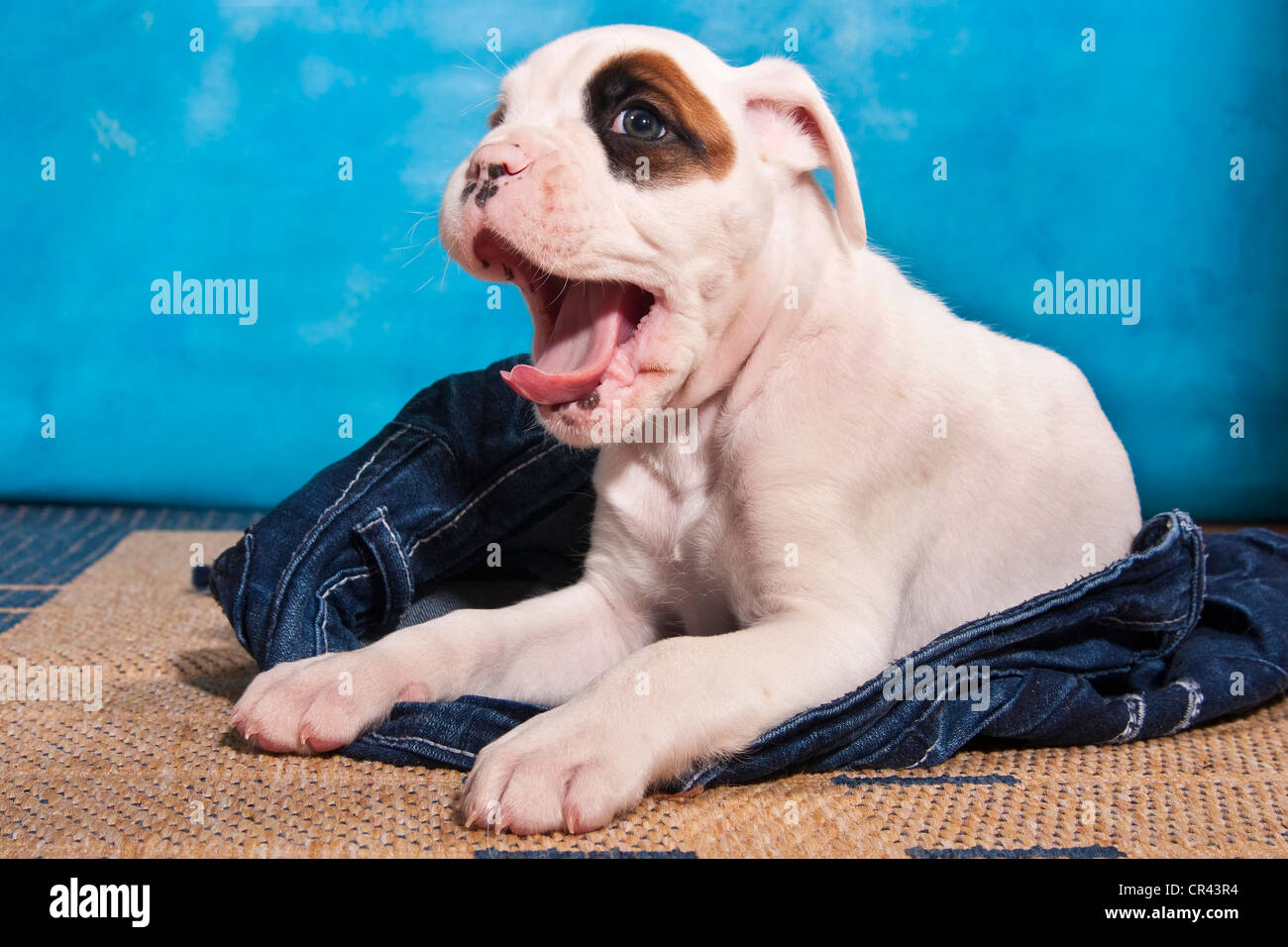Boxer cachorro bostezar y acostado sobre un par de jeans Foto de stock