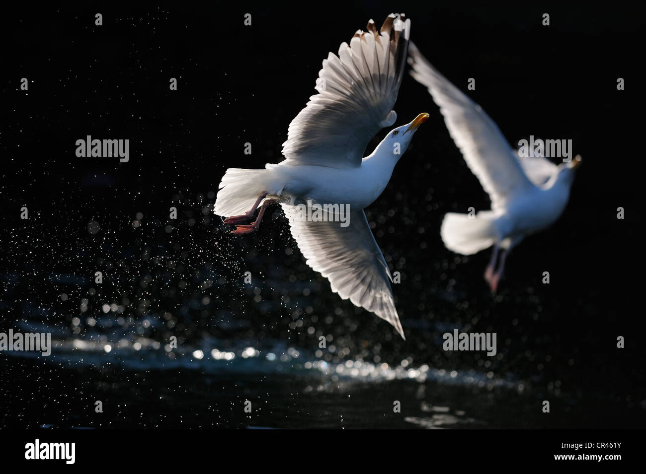 Unión arenque gaviotas cocineras (Larus argentatus) volando sobre el agua, retroiluminación, Flatanger, Nordtrondelag, Noruega, Escandinavia, Europa Foto de stock