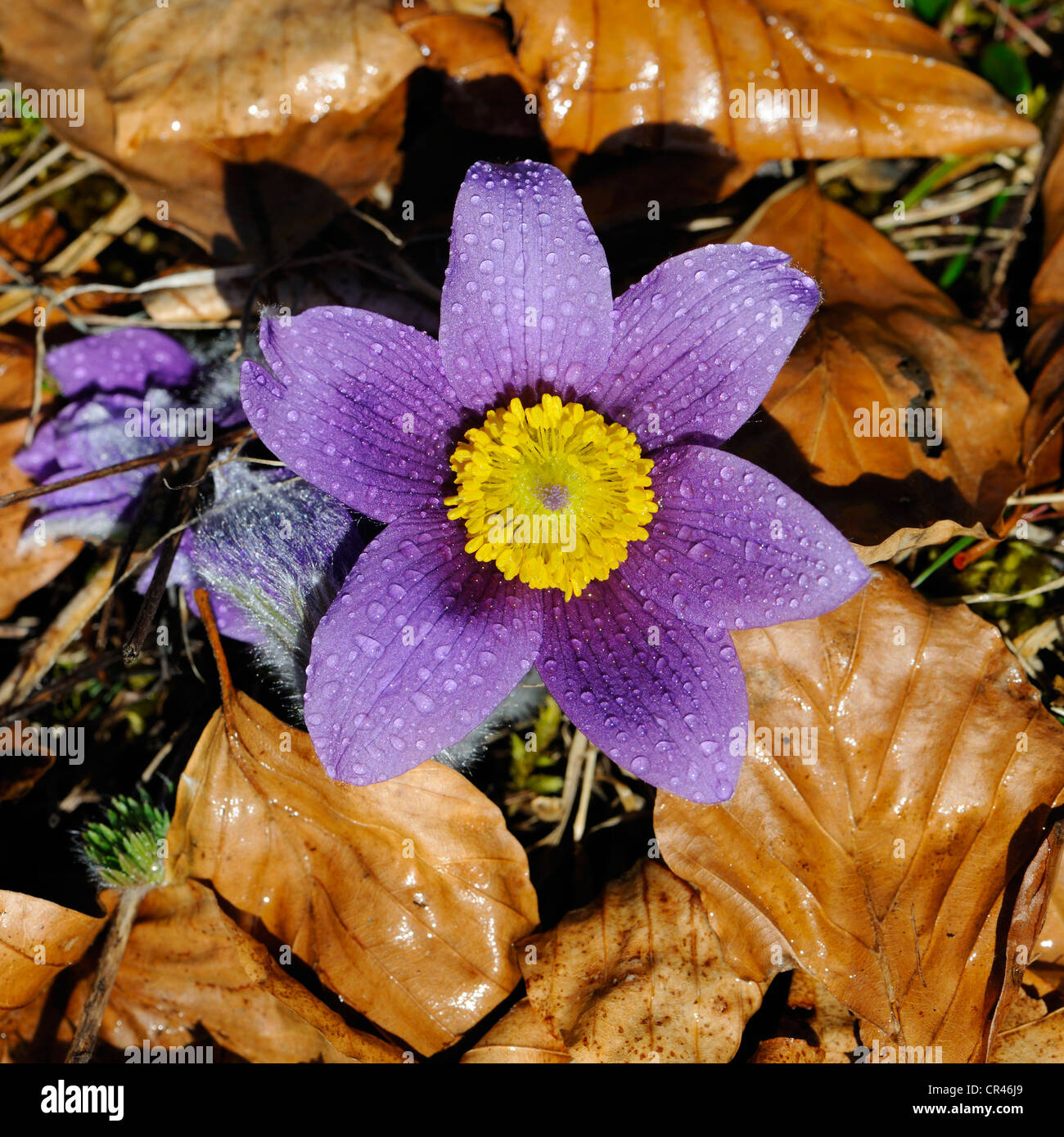 Pasque Flower (Pulsatilla vulgaris) con gotas de lluvia, montañas de Suabia, Reserva de la Biosfera Sitio de Patrimonio Mundial de la UNESCO Foto de stock