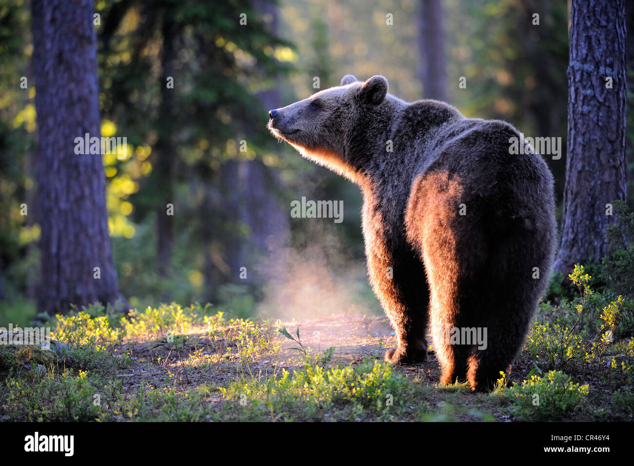 Oso pardo (Ursus arctos), hembra en la luz de la mañana en un bosque de coníferas, Karelia, Finlandia oriental, Finlandia, Europa Foto de stock