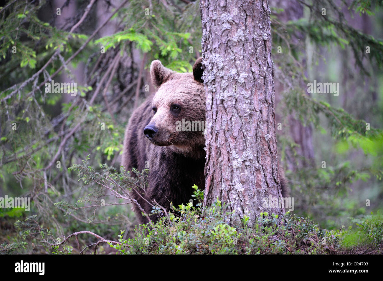 Oso pardo (Ursus arctos) cub en un bosque de coníferas, Karelia, Finlandia oriental, Finlandia, Europa Foto de stock