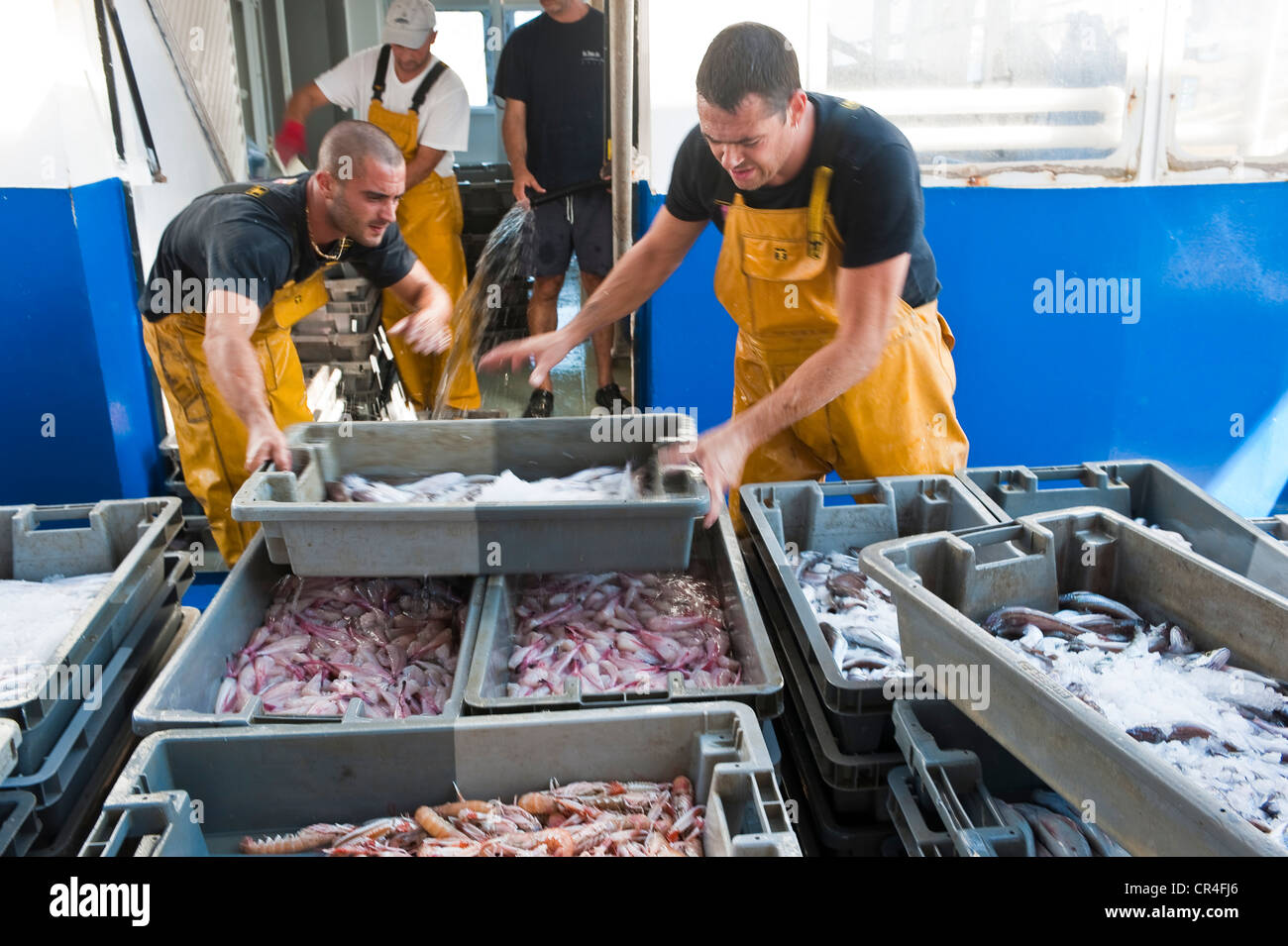 Francia, Herault, Sete, Vieux Port (Puerto Antiguo), la selección y el desembarque de los peces de un arrastrero del mercado de pescado Foto de stock