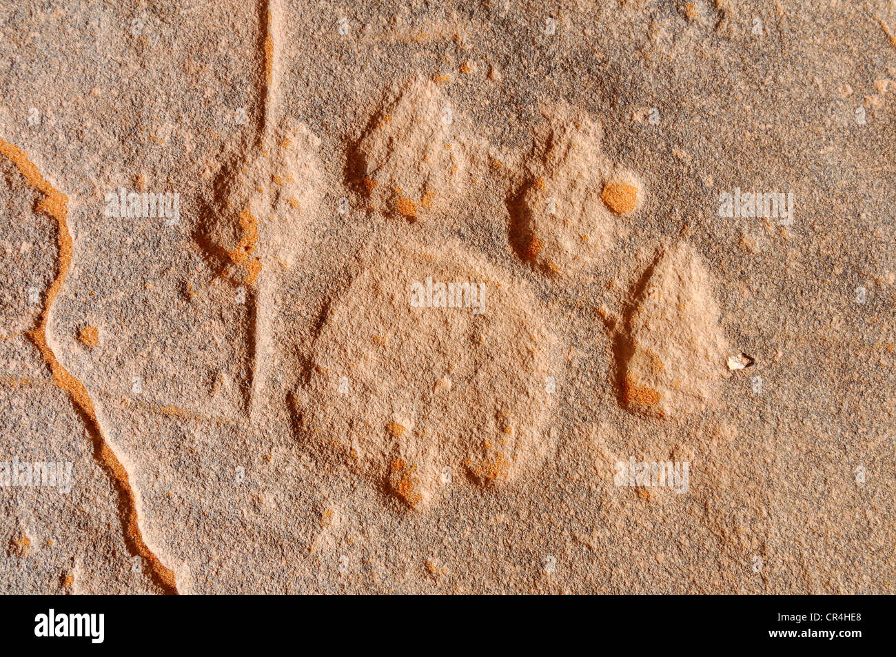 Rock grabado de un león vía, neolíticos rockart del Acacus montañas o Tadrart Acacus, rango de Tassili n'Ajjer Parque Nacional Foto de stock