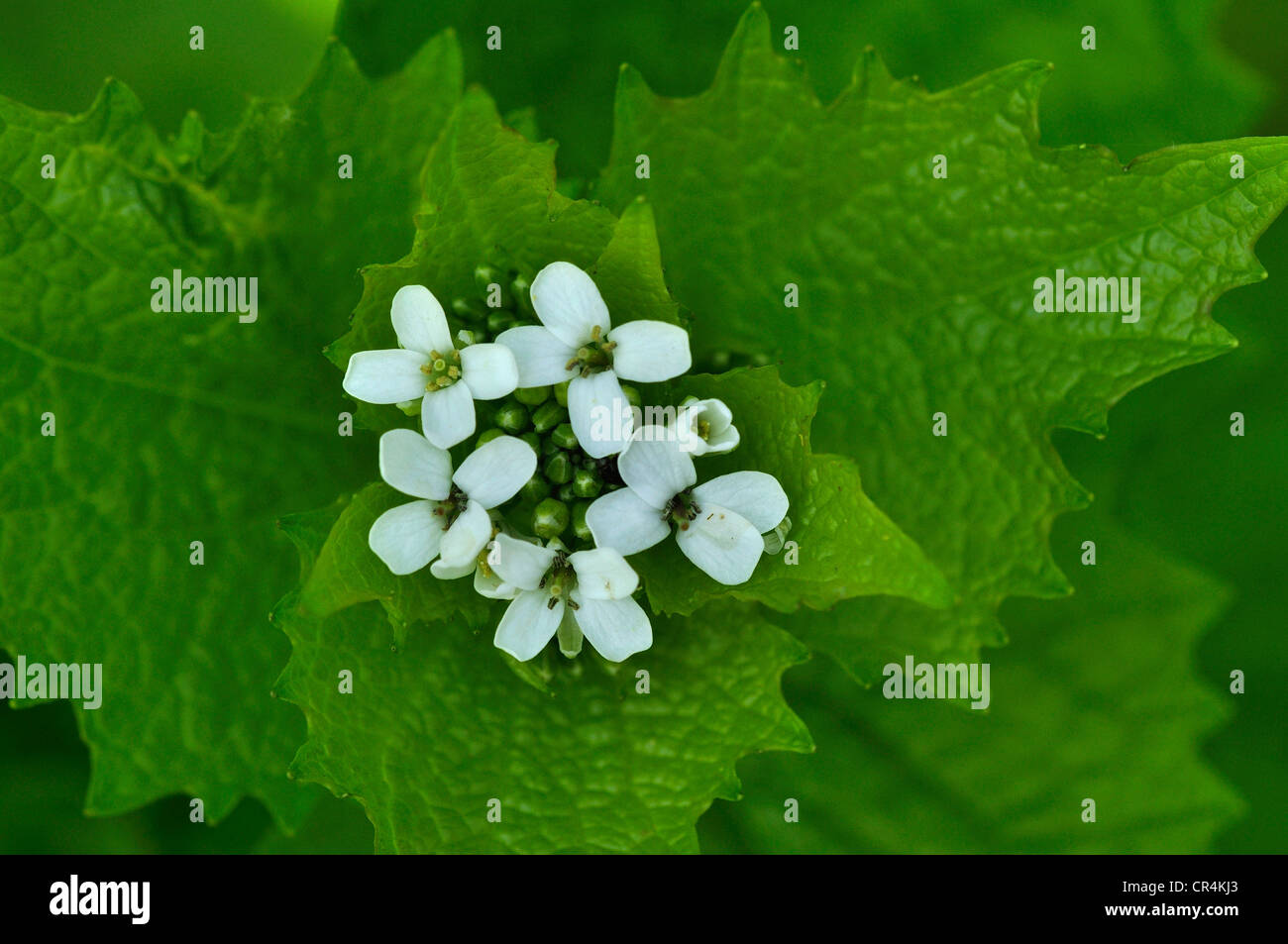 Alliaria petiolata perenne de ajo mostaza Foto de stock