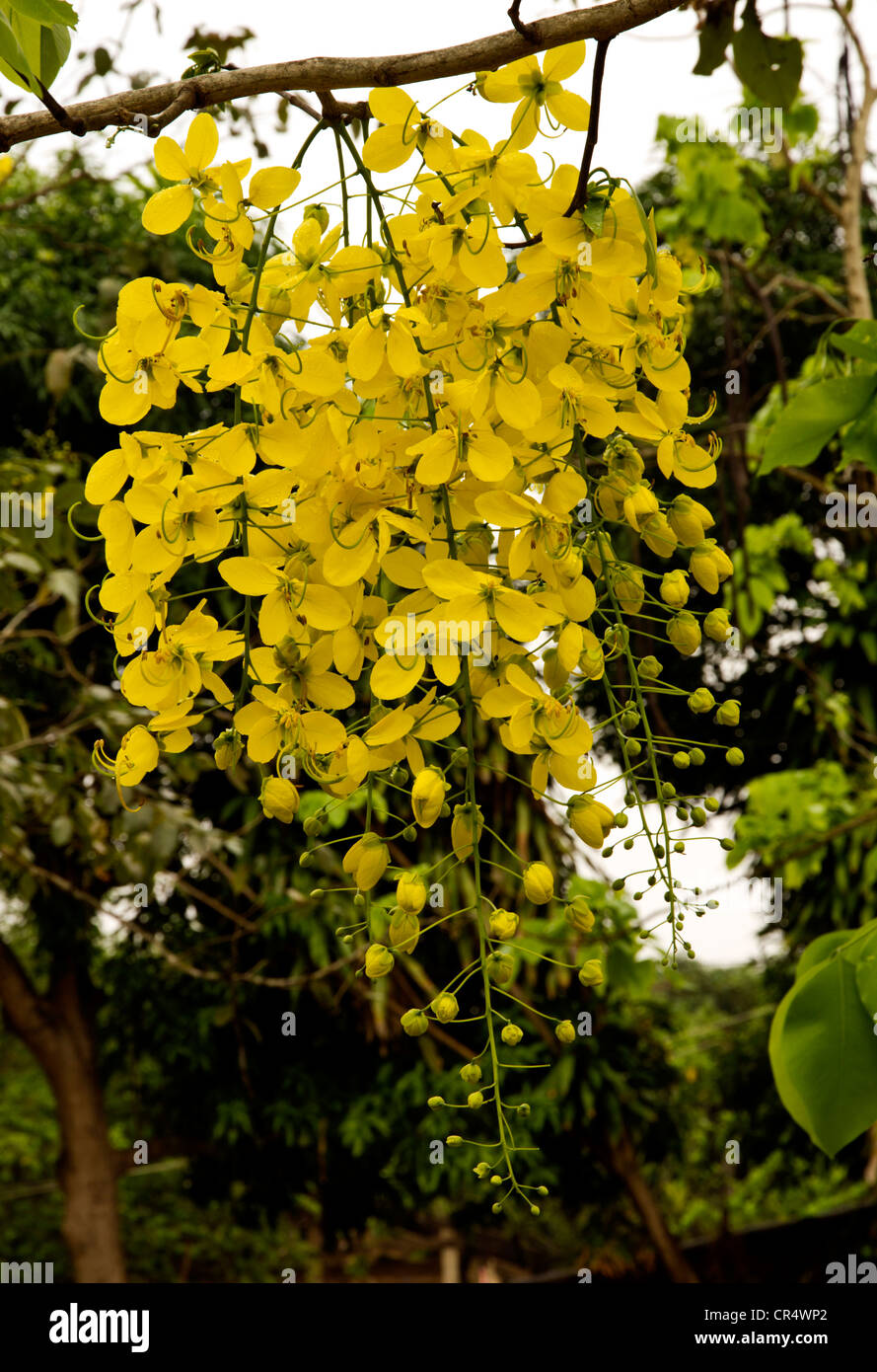 Cassia fistula -árbol lluvia de oro Foto de stock
