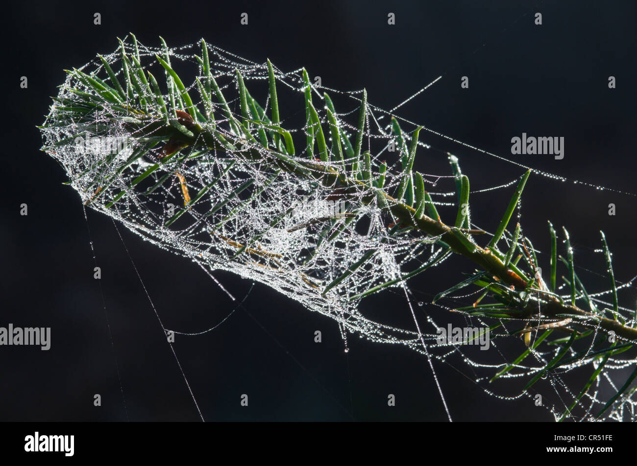 Las telarañas con dewdrops en la rama de un abeto Douglas (Pseudotsuga douglasii), Haren, Emsland, Baja Sajonia, Alemania, Europa Foto de stock